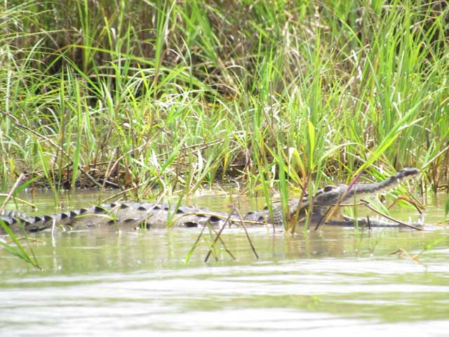 Image result for conquistadors in panama swamp